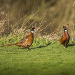 A pair of pheasants on the grass