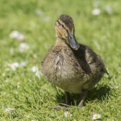 Mallard duckling on the grass, close up