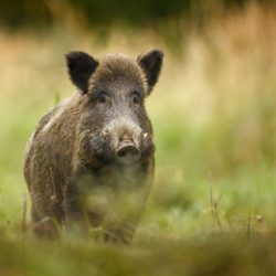 Wild boar walking through dead grass and pine trees