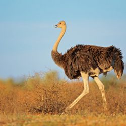 Female Ostrich (Struthio camelus), Kalahari desert, South Africa