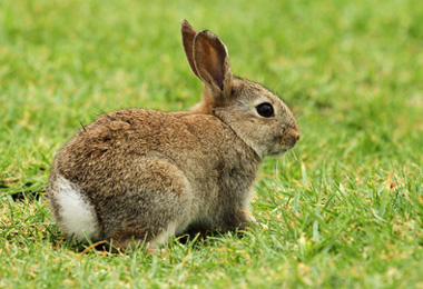 Rabbit (Garenne)