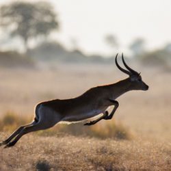 Antelope running across the savannah in Botswana. Jump.