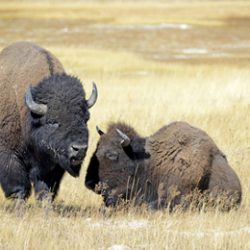 Bison or American buffalo, one of America's largest mammals
